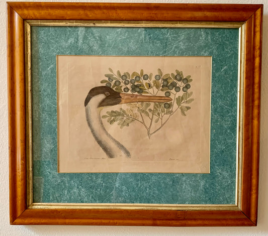Art Vintage Mark Catesby Copper Custom Framed Bird