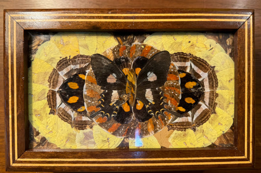 Decor Vintage Wood Box with Butterfly Wing Still-Life Collage under glass