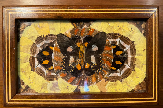 Vintage Wood Box with Butterfly Wing Still-Life Collage under glass